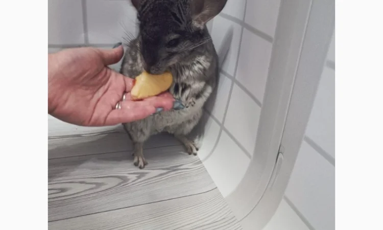 Шиншила від 3 місяців - фото № 2