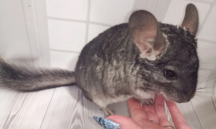 Шиншила від 3 місяців - фото № 3