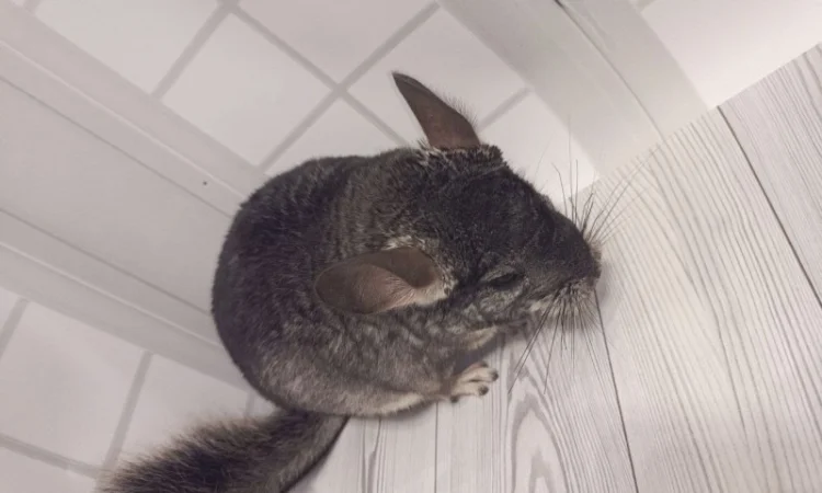 Шиншила від 3 місяців - фото № 4