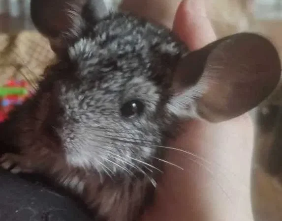 Шиншили з будинком на продажу - фото № 2