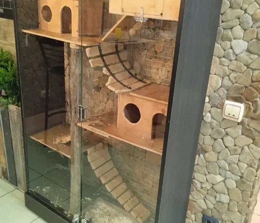 Шиншили з будинком на продажу - фото № 1