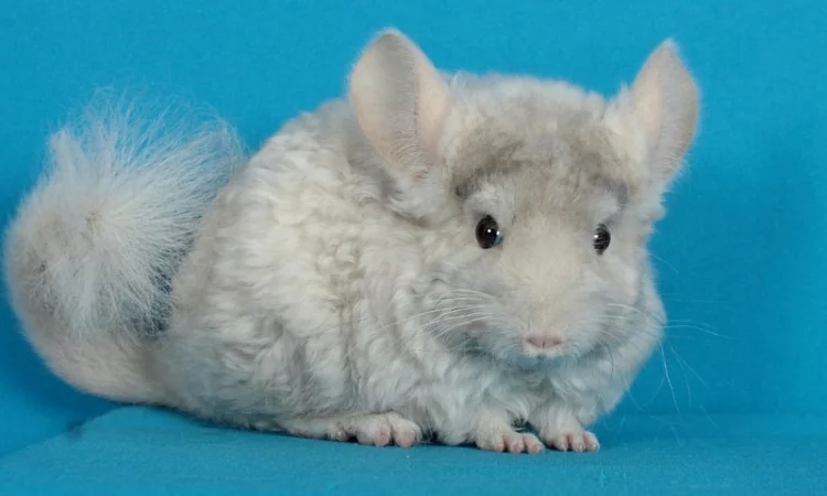 Хлопчик шиншила бежевий фіолетовий курчавий - фото № 1