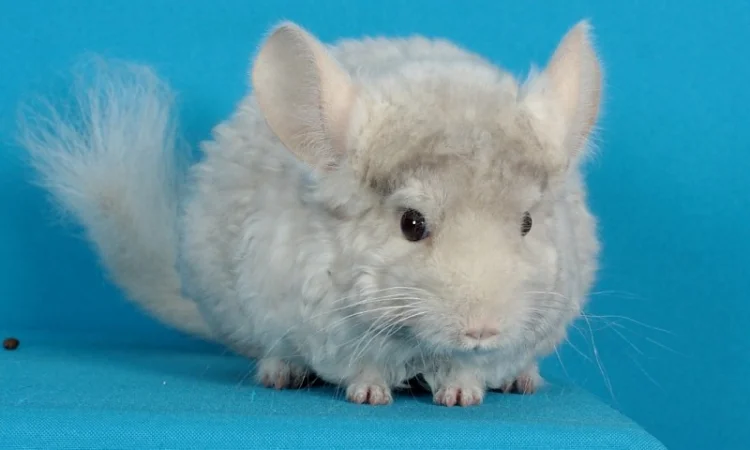 Хлопчик шиншила бежевий фіолетовий курчавий - фото № 2