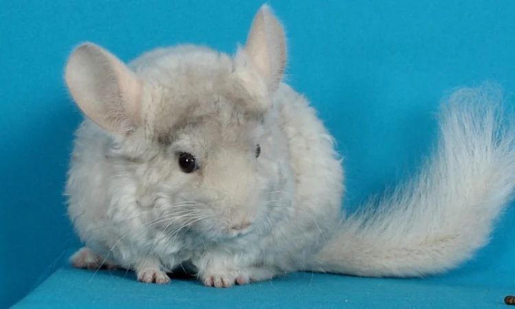 Хлопчик шиншила бежевий фіолетовий курчавий - фото № 3