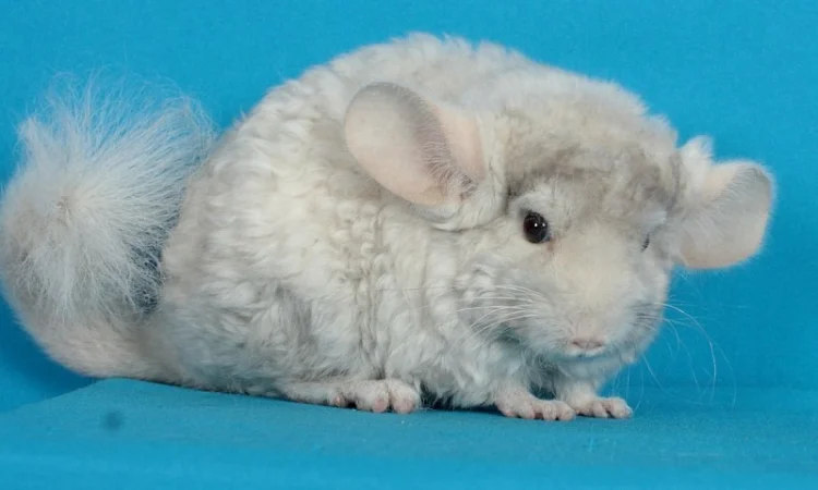 Хлопчик шиншила бежевий фіолетовий курчавий - фото № 4