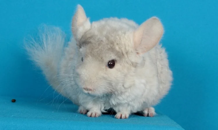 Хлопчик шиншила бежевий фіолетовий курчавий - фото № 5