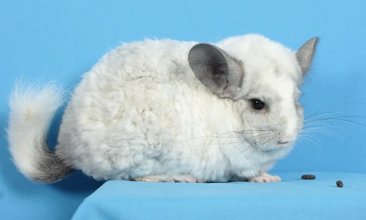 Шиншила білий ебоні рекс носій ангори та фіолету - фото № 1