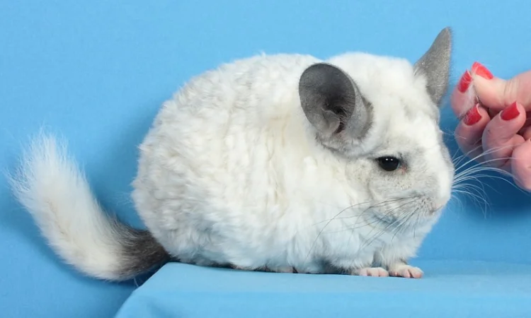 Шиншила білий ебоні рекс носій ангори та фіолету - фото № 4