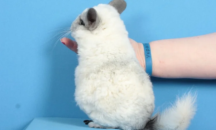 Шиншила білий ебоні рекс носій ангори та фіолету - фото № 5