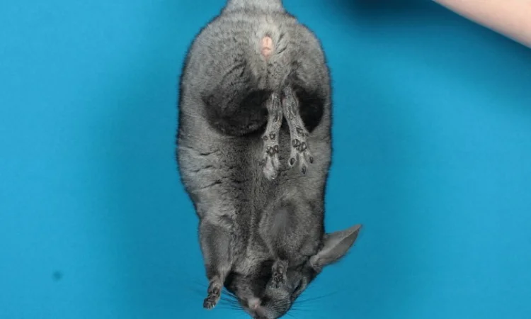 Шиншила дівчинка - фото № 1