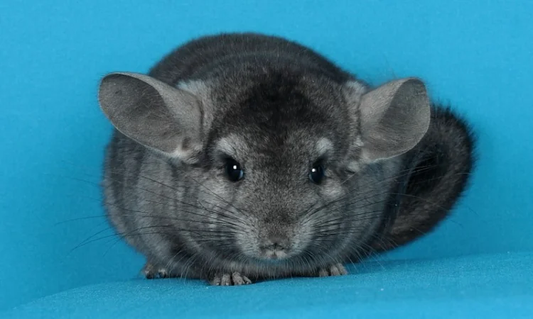 Шиншила дівчинка - фото № 2