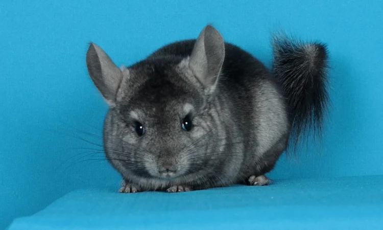 Шиншила дівчинка - фото № 3