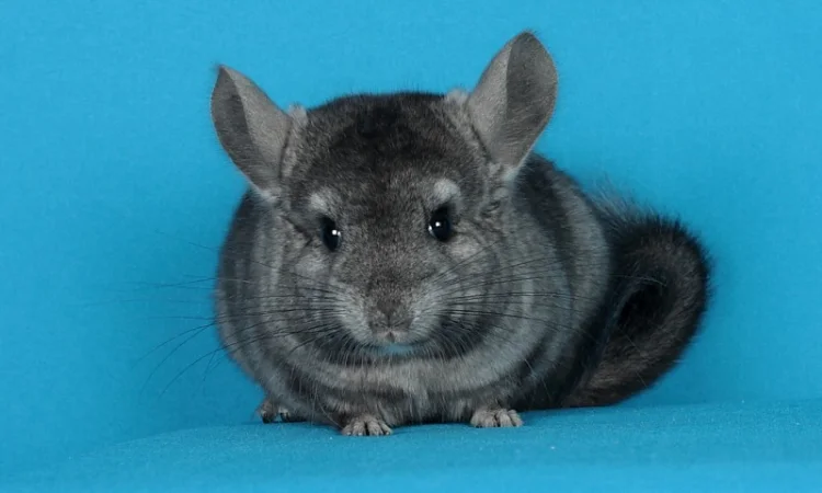 Шиншила дівчинка - фото № 4