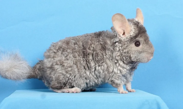 Шиншила хлопчик пастель Рекс (курчавий) - фото № 1