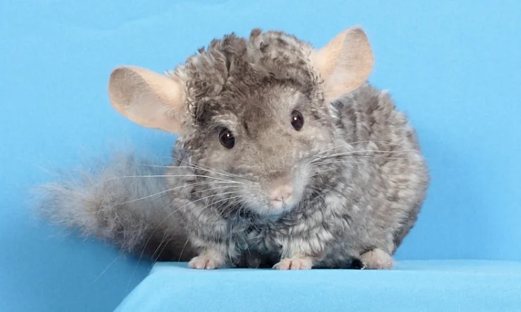 Шиншила хлопчик пастель Рекс (курчавий) - фото № 2