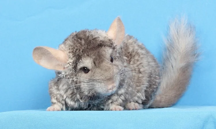 Шиншила хлопчик пастель Рекс (курчавий) - фото № 3