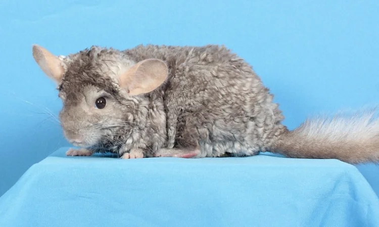 Шиншила хлопчик пастель Рекс (курчавий) - фото № 5