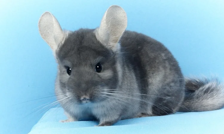 Шиншила дівчинка оксамитовий сапфір носій фіолету - фото № 1