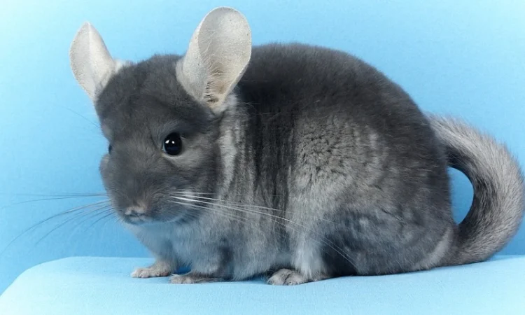 Шиншила дівчинка оксамитовий сапфір носій фіолету - фото № 2