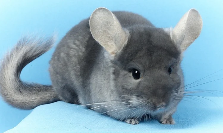 Шиншила дівчинка оксамитовий сапфір носій фіолету - фото № 3