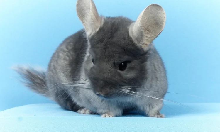 Шиншила дівчинка оксамитовий сапфір носій фіолету - фото № 4