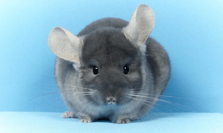 Шиншила дівчинка оксамитовий сапфір носій фіолету - фото № 5