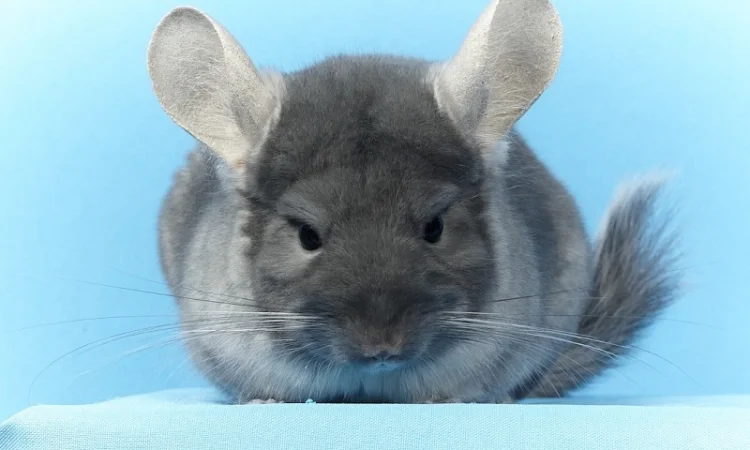 Шиншила дівчинка оксамитовий сапфір носій фіолету - фото № 6