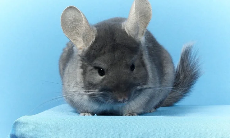 Шиншила дівчинка оксамитовий сапфір носій фіолету - фото № 7