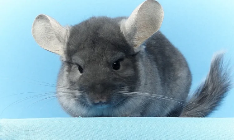 Шиншила дівчинка оксамитовий сапфір носій фіолету - фото № 8