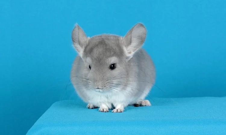 Шиншила хлопчик фіолет - фото № 2