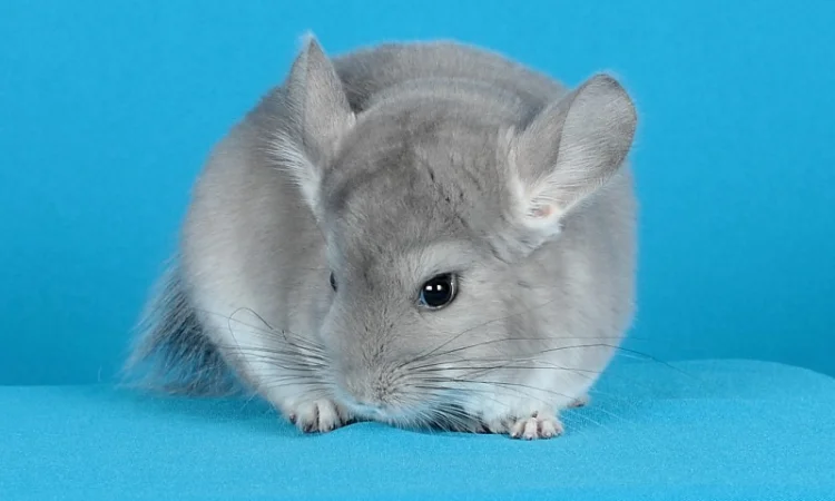 Шиншила хлопчик фіолет - фото № 3