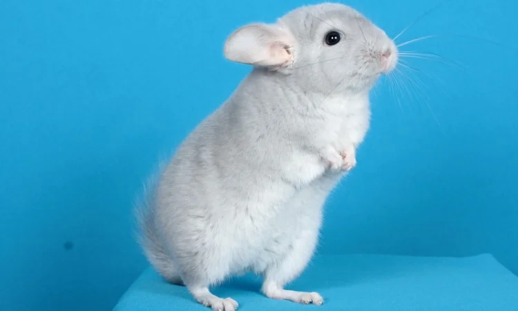 Шиншила блакитний діамант - фото № 1