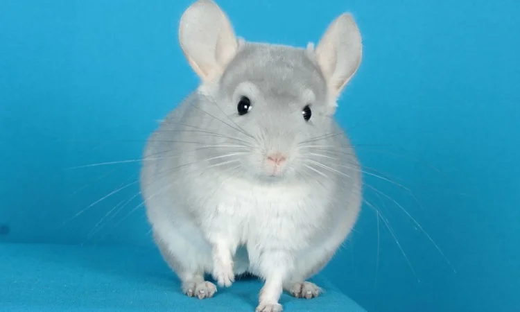 Шиншила блакитний діамант - фото № 2