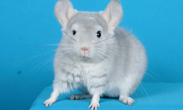 Шиншила блакитний діамант - фото № 3