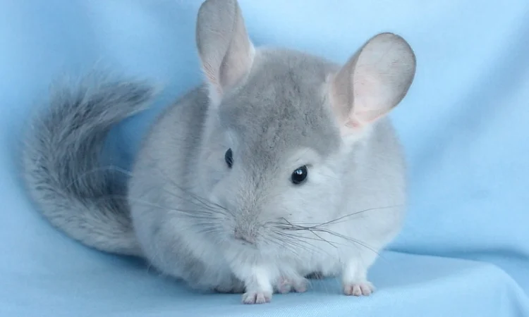 Шиншила блакитний діамант - фото № 4