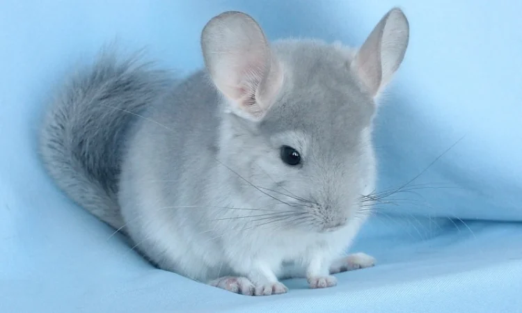 Шиншила блакитний діамант - фото № 5