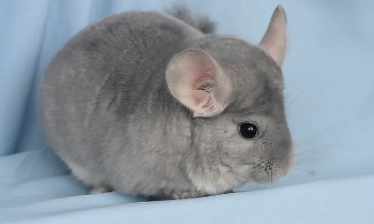 Шиншила блакитний діамант - фото № 6