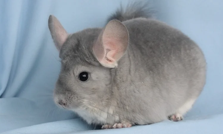 Шиншила блакитний діамант - фото № 7