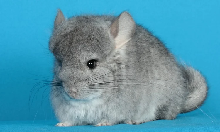 Хлопчик шиншила стандартна Ангора - фото № 1