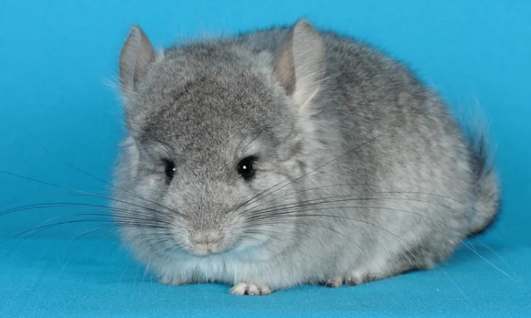 Хлопчик шиншила стандартна Ангора - фото № 4