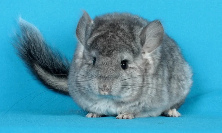 Маленький ангорський хлопчик шиншилка - фото № 1