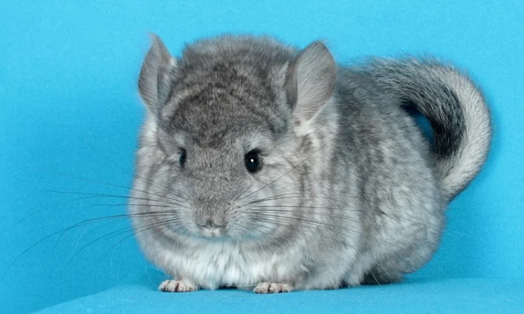 Маленький ангорський хлопчик шиншилка - фото № 2