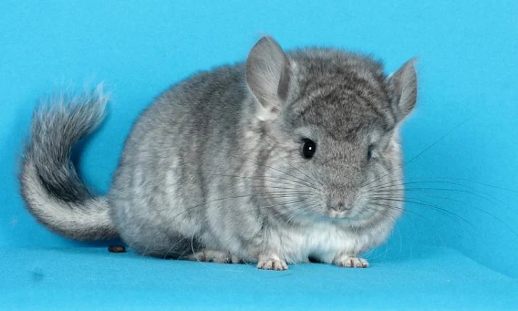 Маленький ангорський хлопчик шиншилка - фото № 3