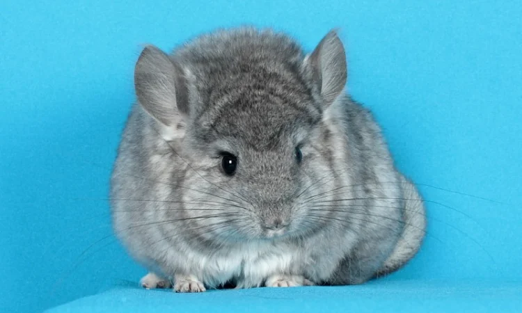 Маленький ангорський хлопчик шиншилка - фото № 4