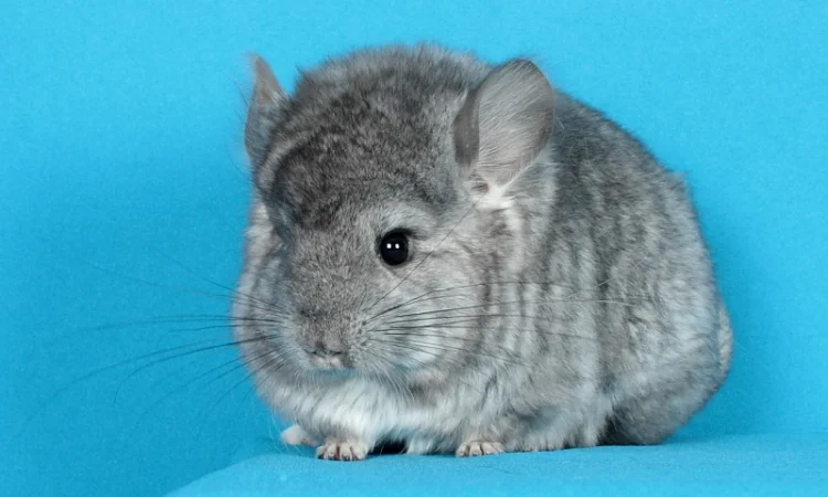 Маленький ангорський хлопчик шиншилка - фото № 5