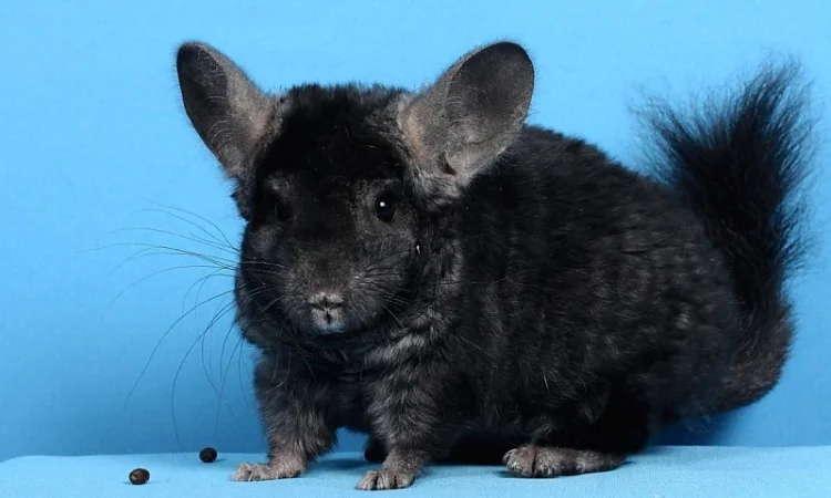 Шиншила хлопчик темний ебоні - фото № 2