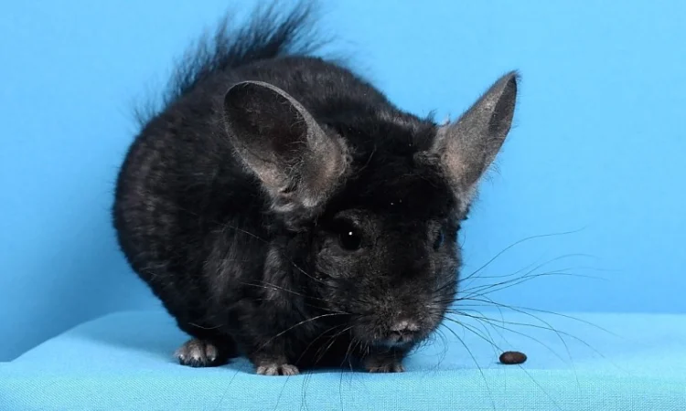 Шиншила хлопчик темний ебоні - фото № 3