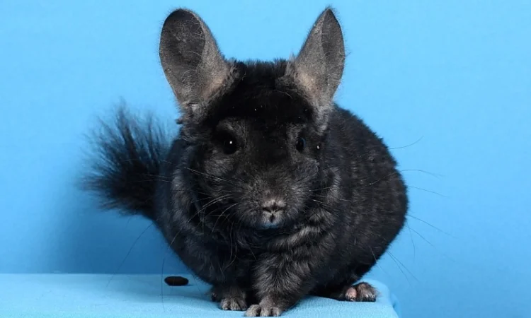 Шиншила хлопчик темний ебоні - фото № 4