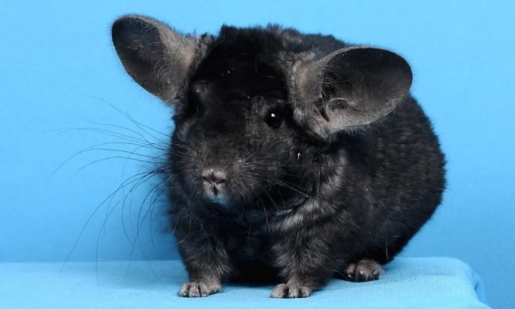 Шиншила хлопчик темний ебоні - фото № 5