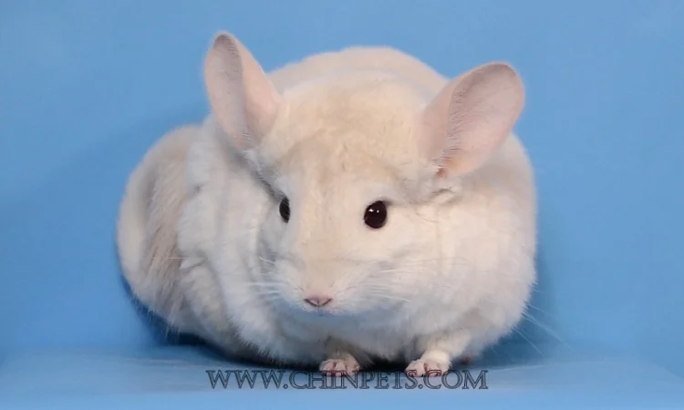 Хлопчик шиншила голдбар - фото № 2